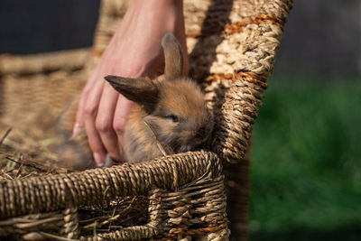 Close-up of rabbit