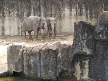 Elephant standing on wooden post