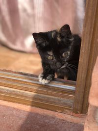 Portrait of black cat sitting on wood