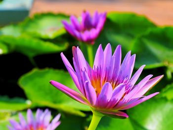 Close-up of purple water lily