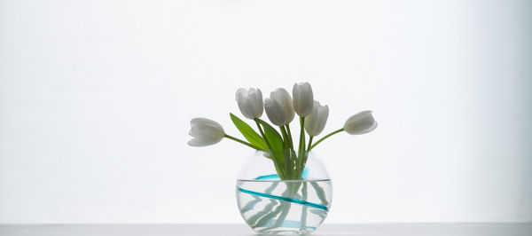 Close-up of tulips in glass bowl against white background