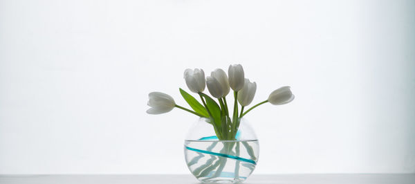 Close-up of vase against white background