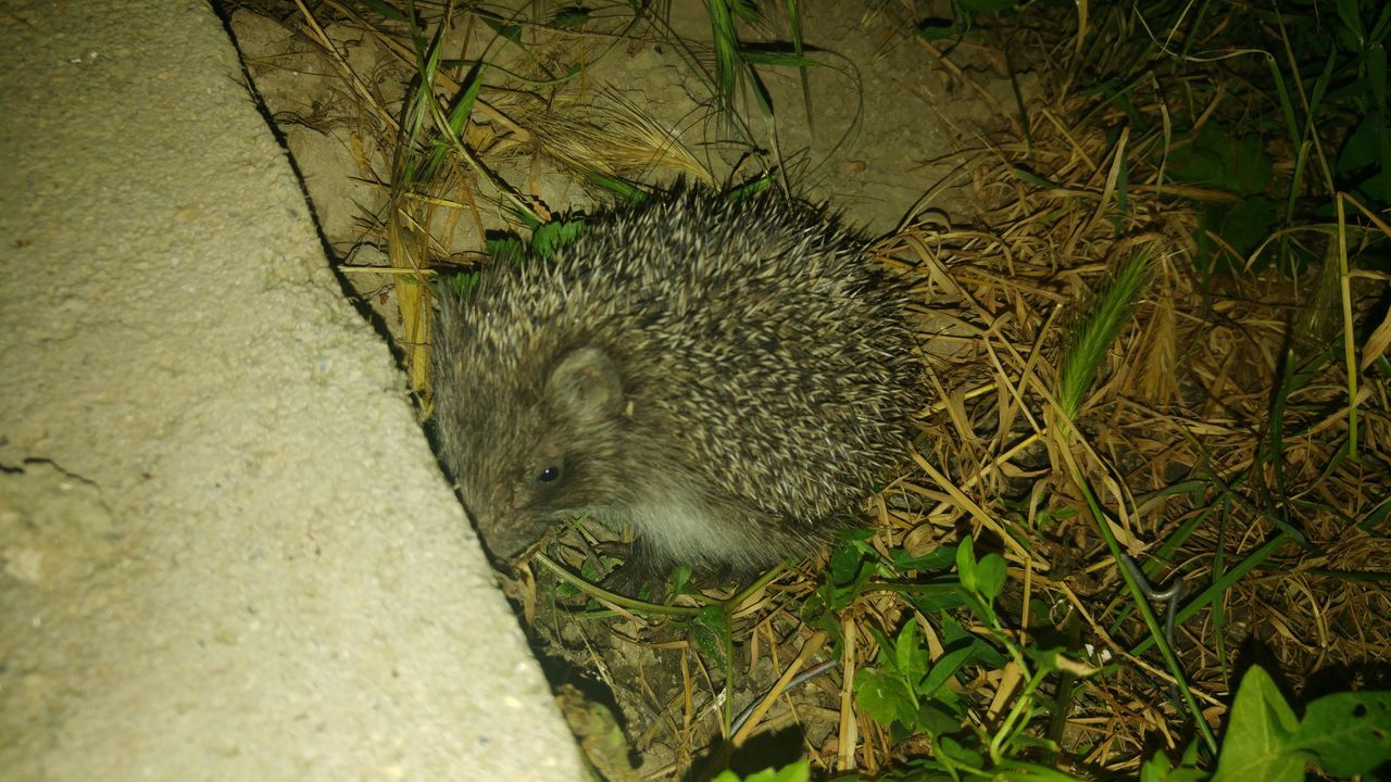 Baby hedgehog