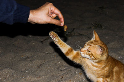 Close-up of hand feeding cat outdoors