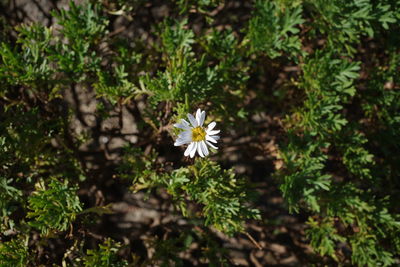 Close-up of white flowering plant