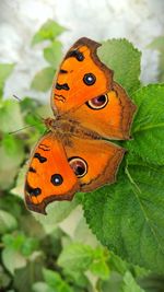 Close-up of butterfly on orange leaf