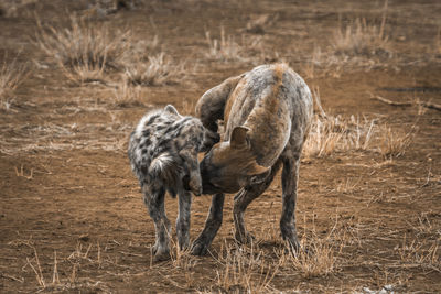 Hyenas standing on land