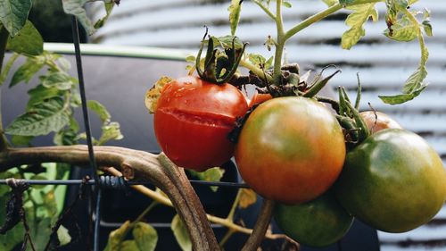 Close-up of fruits on plant