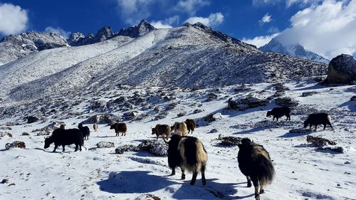 Horses on snow covered field against sky