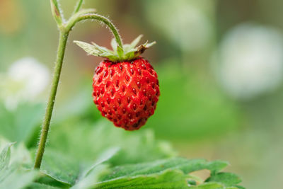 Close-up of strawberry growing on plant