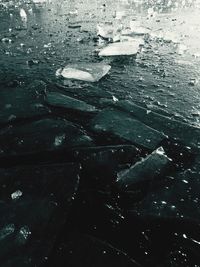 Close-up of jellyfish swimming in sea