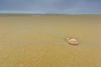 Close-up of crab on beach