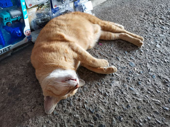 High angle view of a cat sleeping