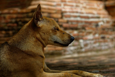 Profile view of stray dog on street