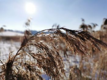 Close-up of dry plant on field against sky