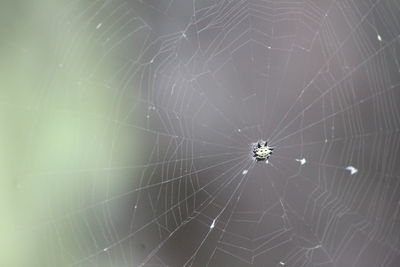 Close-up of spider on web