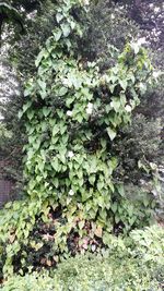 Low angle view of ivy growing on tree