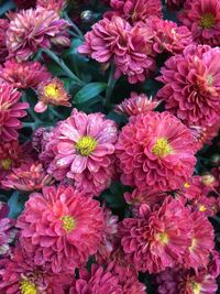 Close-up of pink flowers