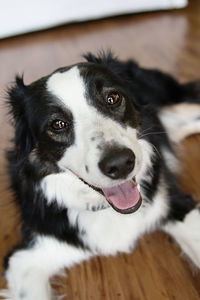 Close-up portrait of dog