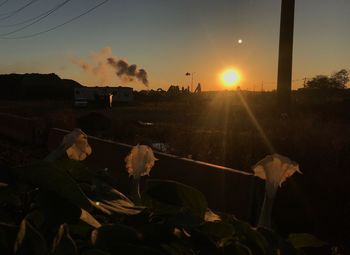 Plants and trees against sky during sunset