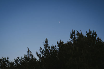 Low angle view of silhouette trees against sky at night