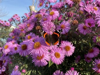 Photo of a butterfly sitting on a lilac asters