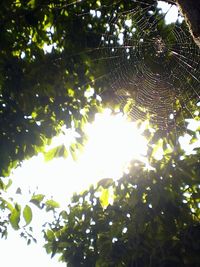 Low angle view of trees