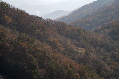 High angle view of trees and mountains