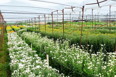 Plants growing in field