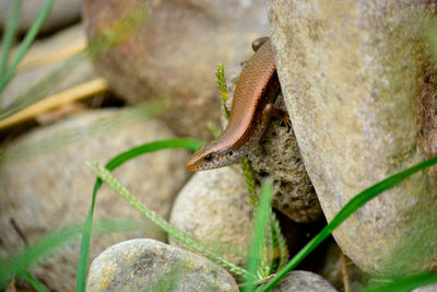 Close-up of lizard on rock