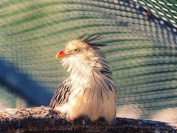 Close-up portrait of guirakuckkuck