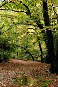 Trees growing in forest during autumn