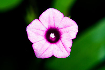 Close-up of pink cosmos blooming outdoors