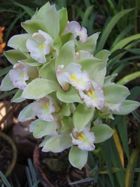 Close-up of flowers blooming outdoors