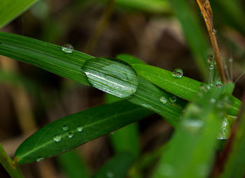 Close-up of water drops on leaf