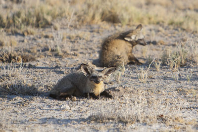 Bat-eared fox sitting on field