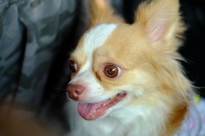 Close-up of dog looking away