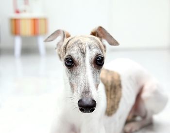 Close-up portrait of a dog