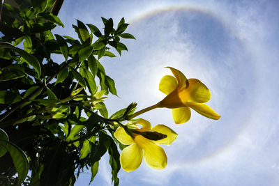 Low angle view of yellow flowering plant against sky