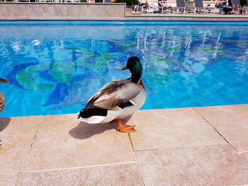 High angle view of bird in swimming pool