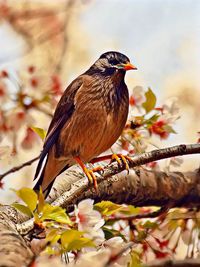 Close-up of bird perching on branch