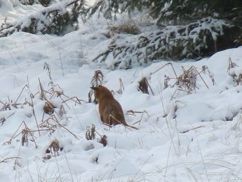 Bird perching on snow