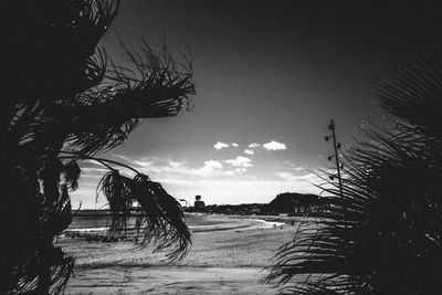 Silhouette palm trees against sky