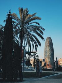 Palm trees and buildings against sky