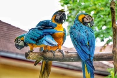 Close-up of parrot perching on branch