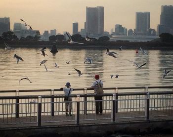 View of birds in city at sunset