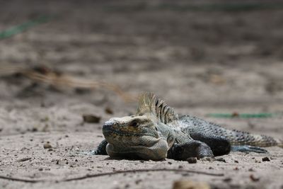 Close-up of lizard on sand