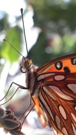 Close-up of butterfly on plant