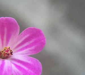 Close-up of pink flower