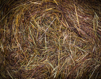 Full frame shot of dried plant on field